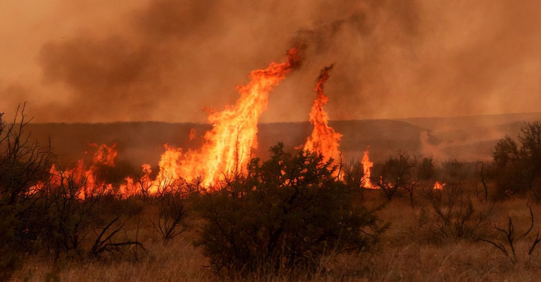 Texas Wildlife Risk Explorer