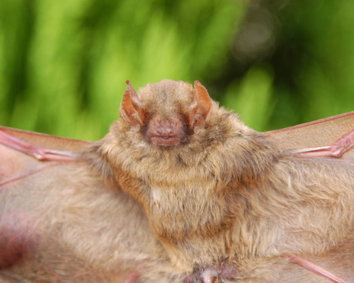 a bat flying in Guatemala